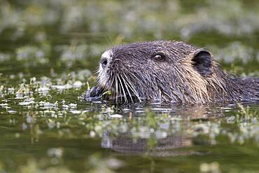 Portrait, Nutria (Myocastor coypus) swims in waters, Lower Saxony, Germany, Europe