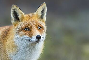 Red fox (Vulpes vulpes) in winter coat, portrait, Netherlands