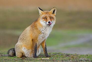 Red fox (Vulpes vulpes) in winter coat, licking, sitting, Netherlands