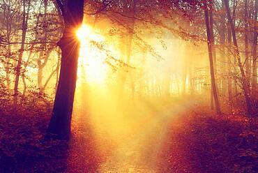 Hiking trail through beech forest in autumn, morning fog, sun shines through the foliage, cross processed, Burgenlandkreis, Saxony-Anhalt, Germany, Europe