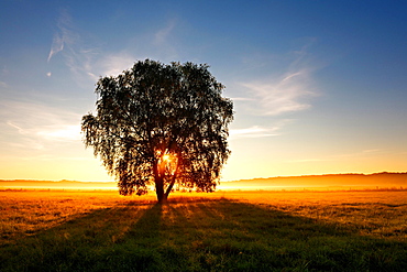 Birch tree in morning mist in a meadow with dew, sunrise, sunrays breaking through the leaves, Altmark, Germany ( Sachsen-Anhalt)