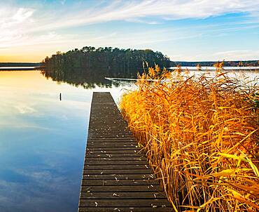 Footbridge in the reeds at the Great Lychen Lake in autumn, Lychen, Brandenburg, Germany, Europe