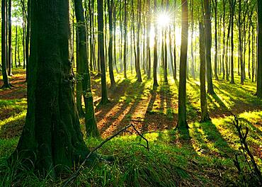 Sunny natural beech forest, sun shines through haze after rain showers, Stubnitz, Jasmund National Park, UNESCO World Heritage Old Beech Forests, Island of Ruegen, Mecklenburg-Western Pomerania, Germany, Europe