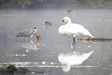 Grey Heron (Ardea cinerea) and Mute Swan (Cygnus olor) standing in water, foggy atmosphere, Hesse, Germany, Europe