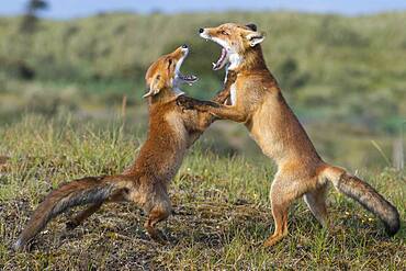 Two Red foxes (Vulpes vulpes) fighting with open mouth, playful, Netherlands