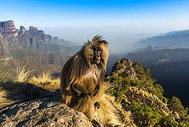 Male Gelada baboon (Theropithecus gelada) or sitting on a cliff in the Unesco World Heritage Site Simien Mountains National Park, Debarq, Ethiopia, Africa