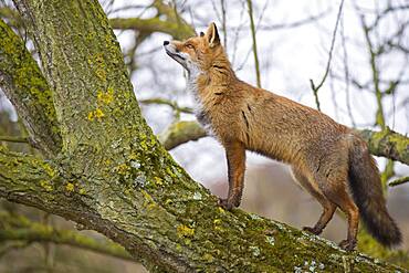 Red fox ( Vulpes vulpes) climbs into a tree, hunting, Netherlands