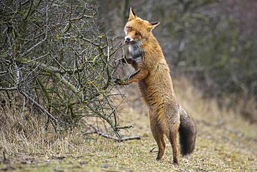 Red fox ( Vulpes vulpes) stands on the hind legs of a sea buckthorn hedge, Netherlands