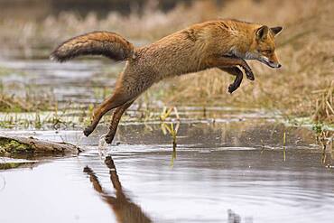 Red fox ( Vulpes vulpes) , Winter coat jumps over a stream, Netherlands