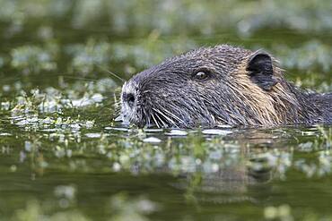 Nutria ( Myocastor coypus) in a body of water, portrait, Lower Saxony, Germany, Europe