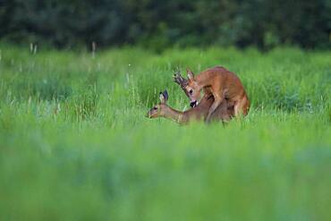 European roe deerbock ( Capreolus capreolus) fogging a doe, Mating, Leaf time, Oldenburger Muensterland, Vechta, Lower Saxony, Germany, Europe