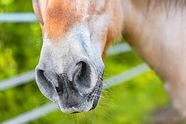 Nostrils of a light brown horse, Upper Bavaria, Bavaria, Germany, Europe