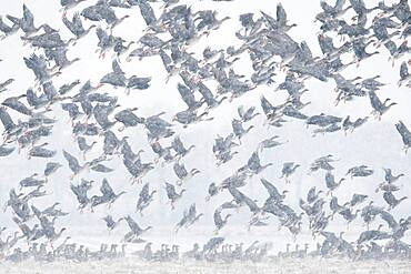 Flying geese in snow flurries, flock of geese, migratory bird, bird migration, Goldenstedter Moor, Lower Saxony, Germany, Europe