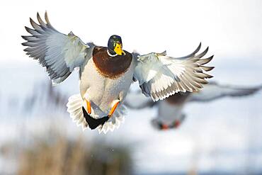 Flying Mallard ( Anas platyrhynchos) in winter, drake, male, Lower Saxony, Germany, Europe