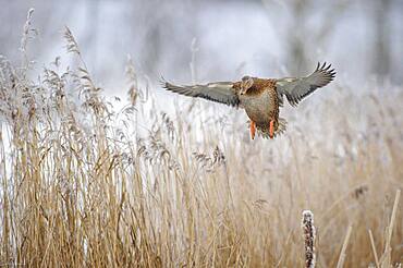 Mallard ( Anas platyrhynchos) female in winter, flying over reeds with hoarfrost, Lower Saxony, Germany, Europe