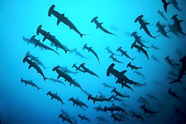 Fish school, shoal Scalloped Hammerheads ( Sphyrna lewini) in turbid water, thermocline, off Darwin Island, Pacific Ocean, Galapagos Archipelago, Ecuador, South America