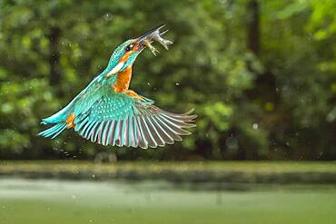 Busted Common kingfisher ( Alcedo atthis) with captured fish, hunting, Netherlands