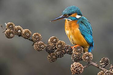 Common kingfisher ( Alcedo atthis) on Ansitzwarte, Netherlands