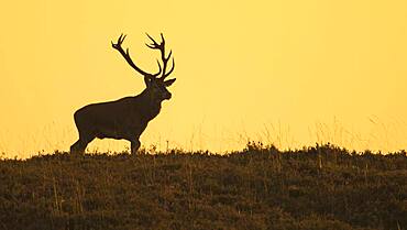 Red deer ( Cervus elaphus) Silhouette against a red evening sky, National Park De Hoge Veluwe, Netherlands