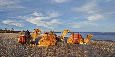 Egyptian camels Dromedaries (Camelus dromedarius) on the beach and coral reef Abu-Dabbab, Hilton Nubian Resort, Al Qusair, Marsa Alam, Egypt, Africa