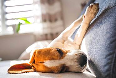 Beagle, male, lying on sofa, Austria, Europe