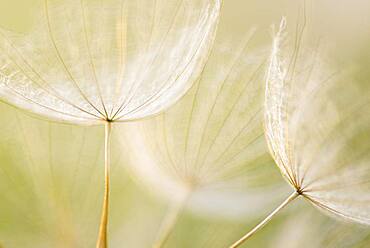 Umbrellas of the Meadow salsify ( Tragopogon pratensis) Eichstaedt, Bavaria, Germany, Europe