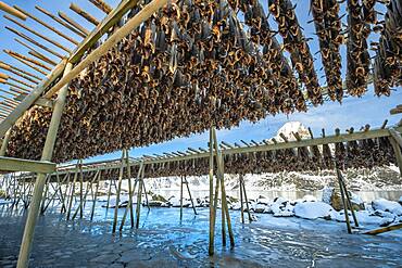 Stockfish on wooden rack, drying rack in winter, Nordland, Lofoten, Norway, Europe