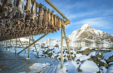 Stockfish on wooden frame, drying rack in winter, behind mountains, Nordland, Lofoten, Norway, Europe