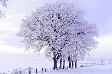 Oak ( Quercus) in hoarfrost at the edge of the field in winter, tree, Vechta, Lower Saxony, Germany, Europe