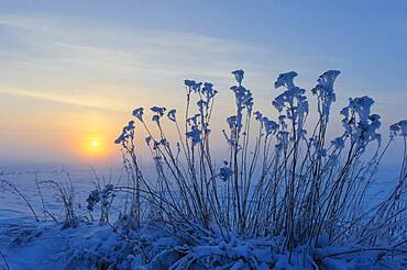 Tansy ( Tanacetum vulgare) in the snow in front of sunset, winter evening, Vechta, Lower Saxony, Germany, Europe