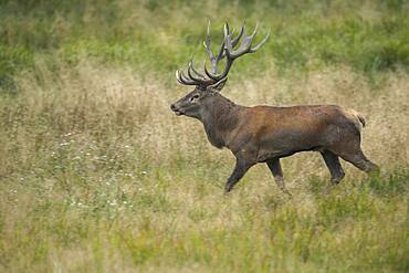 Strong red deer ( Cervus elaphus) in rut, Klamptenborg, Copenhagen, Denmark, Europe