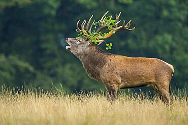 Tube transmitter red deer ( Cervus elaphus) with branch in antlers in the rut, Klamptenborg, Copenhagen, Denmark, Europe