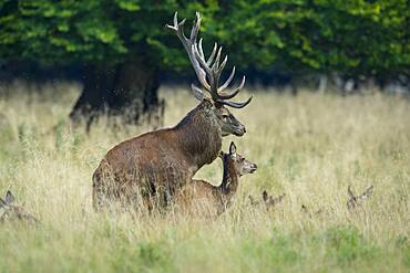 Red deer ( Cervus elaphus) and alto-animal during mating in the rut, Klamptenborg, Copenhagen, Denmark, Europe