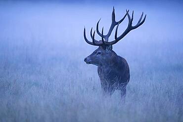 Strong red deer ( Cervus elaphus) in the rut, blue hour, Klamptenborg, Copenhagen, Denmark, Europe