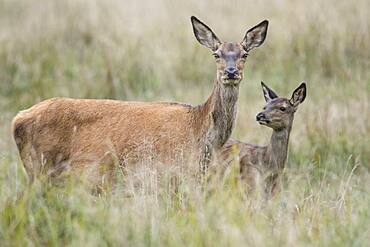 Malamute and calf of red deer ( Cervus elaphus) Portrait, Klamptenborg, Copenhagen, Denmark, Europe