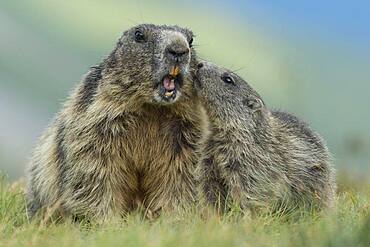 Marmot with young ( Marmot) animal, Alps, Hohe Tauern National Park, Heiligenblut, Carinthia, Austria, Europe