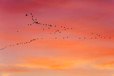 Pulling Greylag goose ( anser anser) in front of the red evening sky, migratory bird, bird migration, Rehdener Geestmoor, Lower Saxony, Germany, Europe