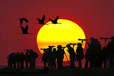 Nartur friends with telescopes in front of setting sun, cranes flying by, Mecklenburg-Vorpommern, Germany, Europe