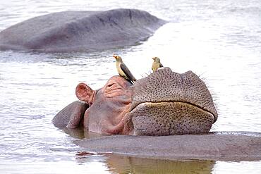 Hippopotamus (Hippopotamus amphibius) relaxing on another hippo, humor, Luangwa River, South Luangwa National Park, Zambia, Africa