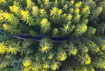 Road through spruce forest from above, drone shot, Mondseeland, Salzkammergut, Upper Austria, Austria, Europe