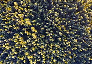 Spruce forest from above, drone photograph, Mondseeland, Salzkammergut, Upper Austria, Austria, Europe