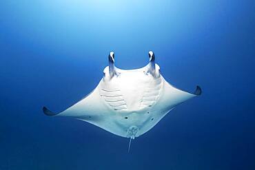 Reef manta ray (Manta alfredi) swims in blue water, Andaman Sea, Mu Ko Similan National Park, Similan Islands, Phang Nga Province, Thailand, Asia