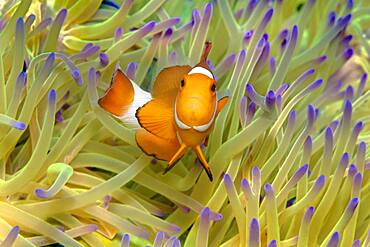 Fake Clownfish , in (Heteractis magnifica), Andaman Sea, Mu Ko Similan National Park, Similan Islands, Phang Nga Province, Thailand, Asia