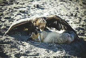 The female eagle Paimas after the beating of a fox, Kisil Char, Olgii, Mongolia, Asia