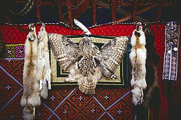 Trophies of the eagle hunter Bashakhan Spai, fox, tanuki and owl, the fox skins he sells at the bazaar in Olgii, the owl he keeps as a decoration object for his yurt, Kisil Tschar, Olgii, Mongolia, Asia