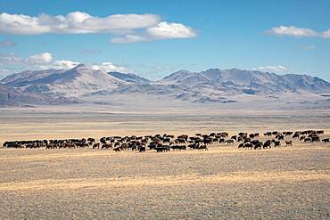 Landscape, herd of cattle, Altai, Mongolia, Asia