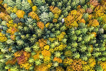 UAV recording, Baden-Wuerttemberg, mixed forest, autumn in the Rems valley, Germany, Europe