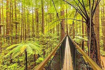 Redwood Treewalk, Oceania, Treetop Walk, Rotorua, Bay of Plenty, North Island, New Zealand, Oceania