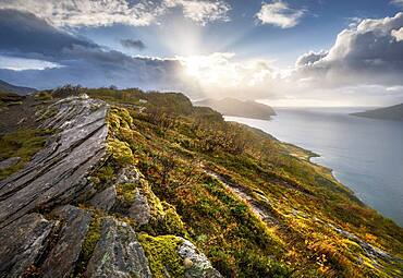 Sun breaks through dramatic clouds on the fjord with rocks and coloured moss in autumn, Nesna, Nordland, Norway, Europe