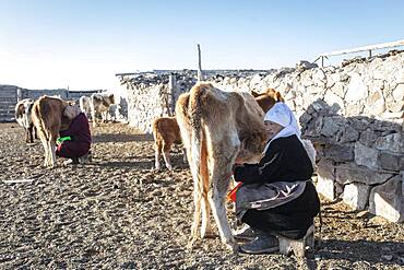 Nomads in the Altai Mountains, milking cows, Olgii Province, Mongolia, Asia